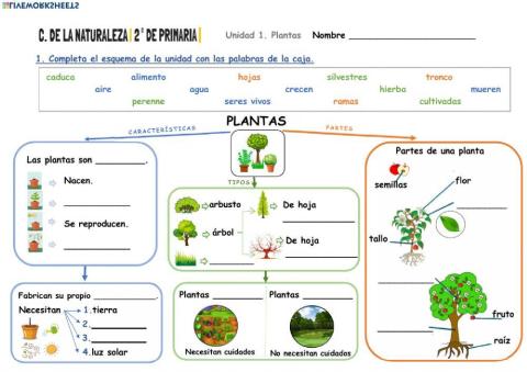 Esquema - Plantas (Unidad 1)