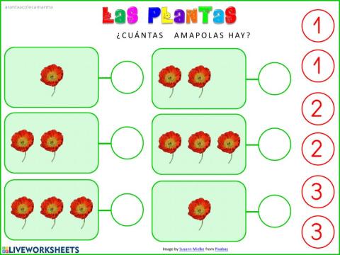 ¿Cuántas amapolas hay?