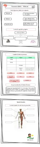 Funciones vitales - Función de relación