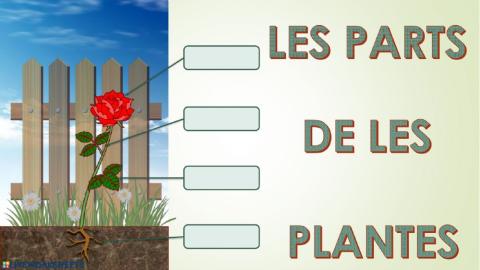 Les parts de les plantes