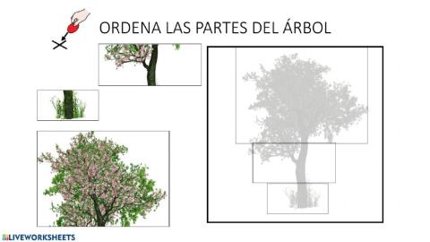 Los árboles: partes y recolección