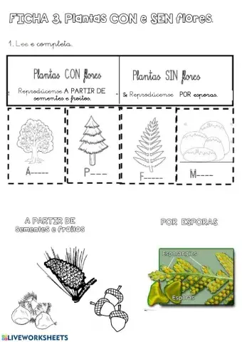 Ficha 4. con flores e sen flores