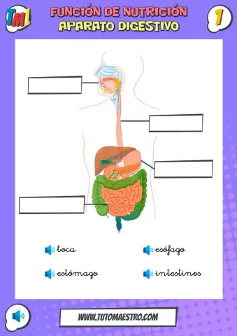 Nutrición. Aparato digestivo.