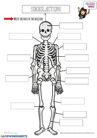 Skeleton bones 2