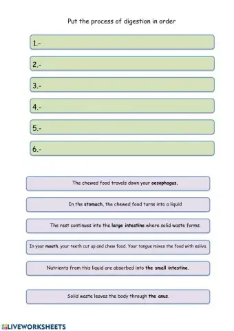 The process of digestion