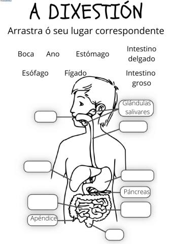 Aparato dixestivo