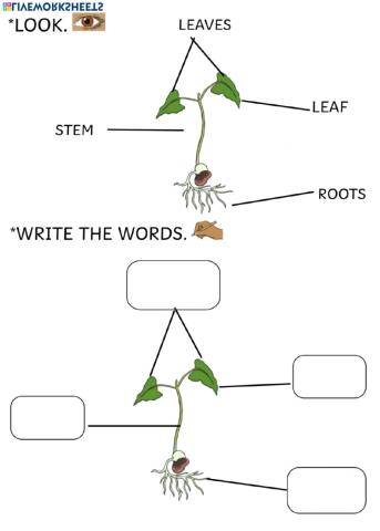 Parts of a plant