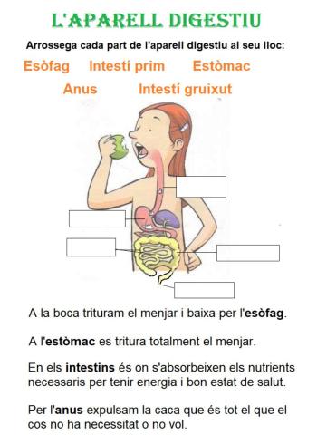 L'aparell digestiu