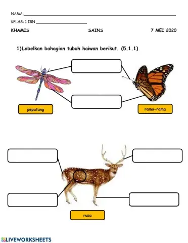 Kepentingan bahagian tubuh haiwan- tahun 1