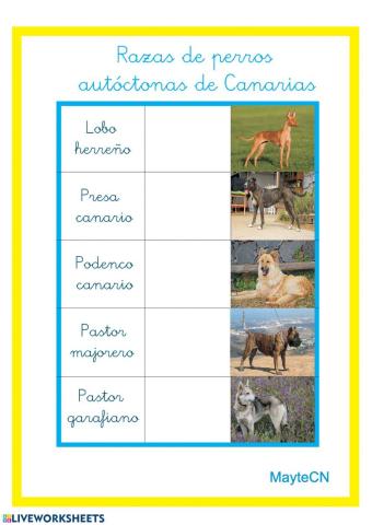 Razas de perros autóctonas de Canarias
