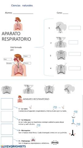 La respiración
