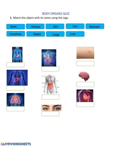 Body organs quiz