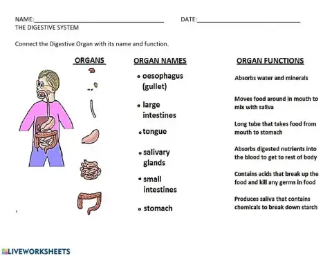The digestive system