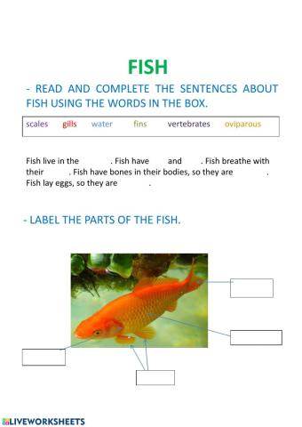 Characteristics of fish