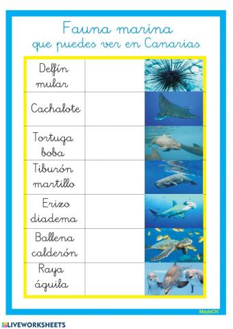 Fauna marina de Canarias