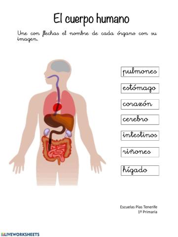 El cuerpo humano