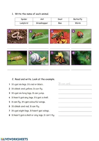 4t-insects vocabulari