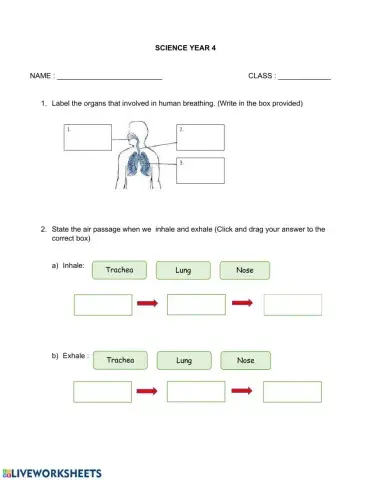 Science Year 4 - Human