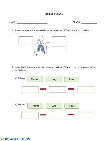 Science Year 4 - Human