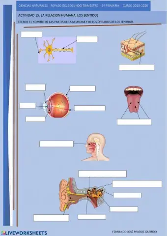 15 repaso naturales La relación humana. Los sentidos