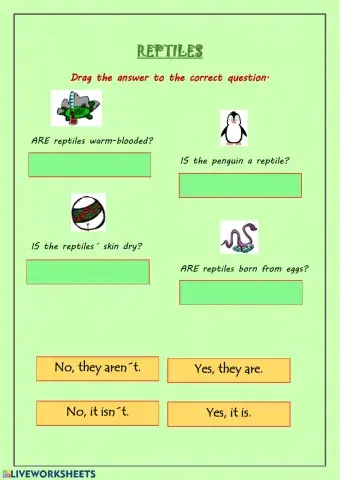 Reptiles + Yes-No questions
