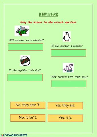 Reptiles + Yes-No questions
