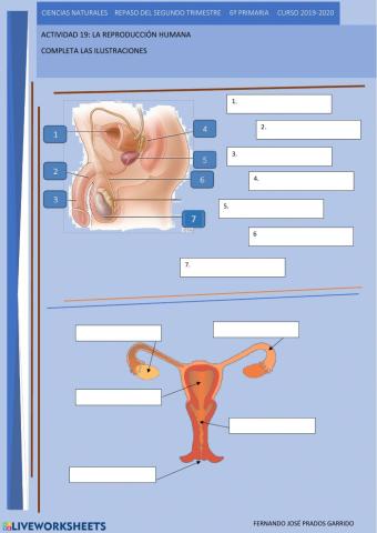 19 repaso naturales Los aparatos reproductores