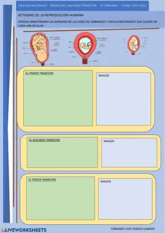 20 repaso naturales Las fases del embarazo