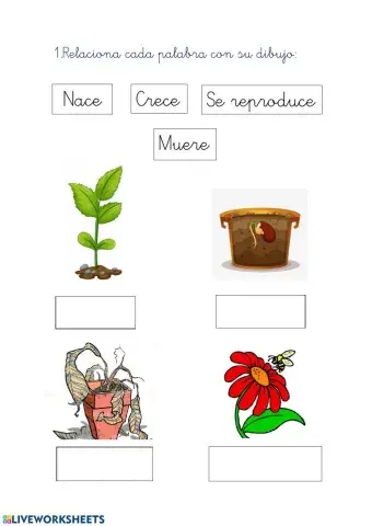 Funciones de las plantas