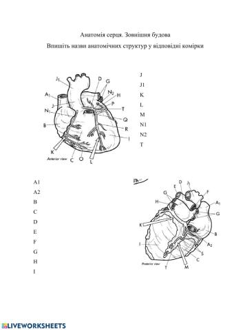 Анатомія серця