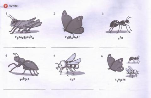 Insects