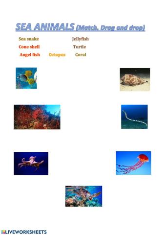 Sea animals