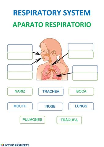 Respiratory System