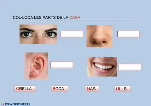 PARTS DE LA CARA