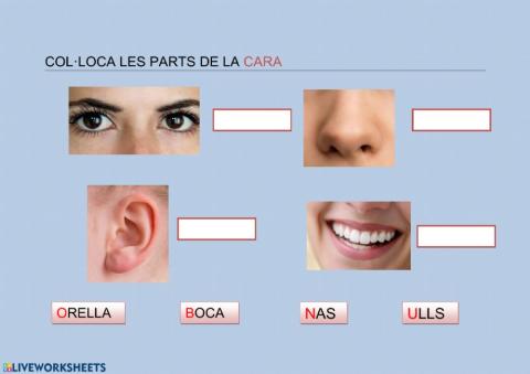 PARTS DE LA CARA