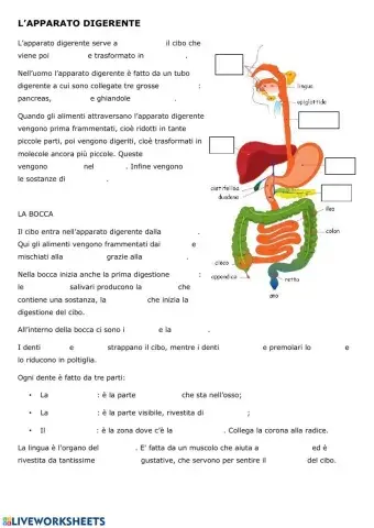 L'apparato Digerente