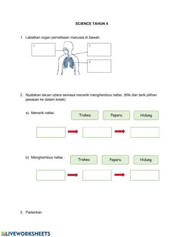 Manusia (Sains Tahun4)