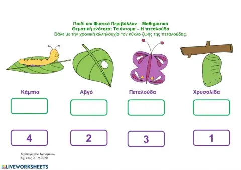 Circle of life of a butterfly