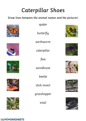 Caterpillar Shoes - Match the Characters