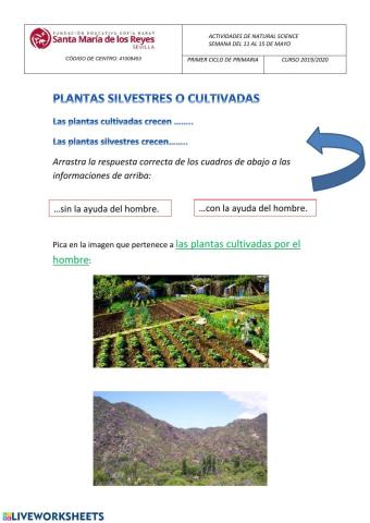 Plantas silvestres o cultivadas