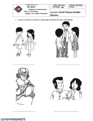 Etapas del desarrollo humano