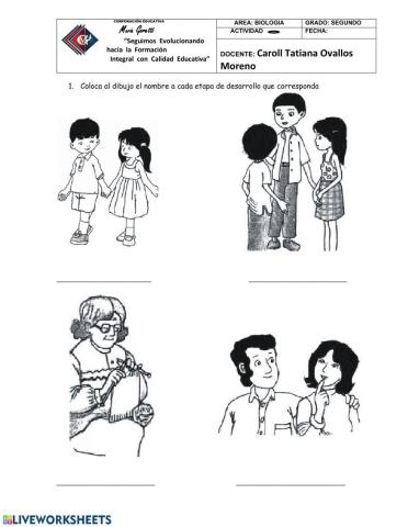 Etapas del desarrollo humano