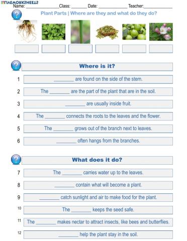 Plant Parts - Where are they and what do they do?