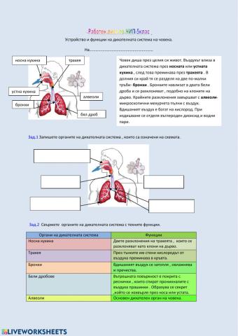 Устройство и функции на дихателната система на човека.