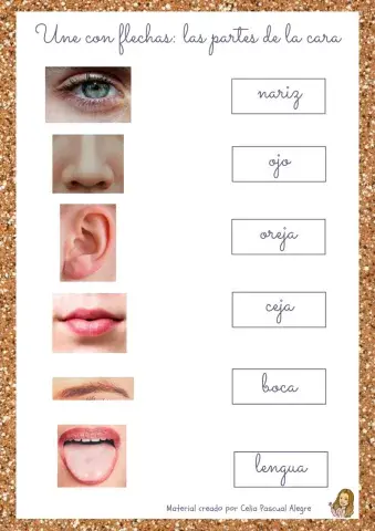 Las partes de la cara
