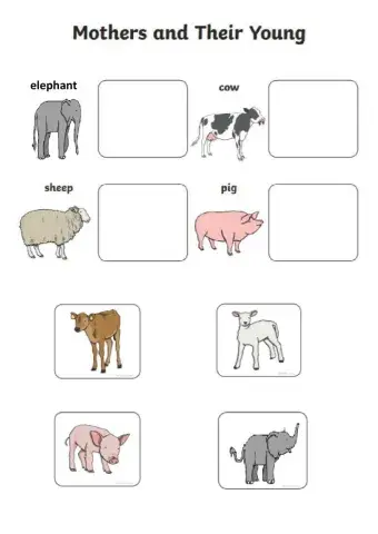 Animals with their babies