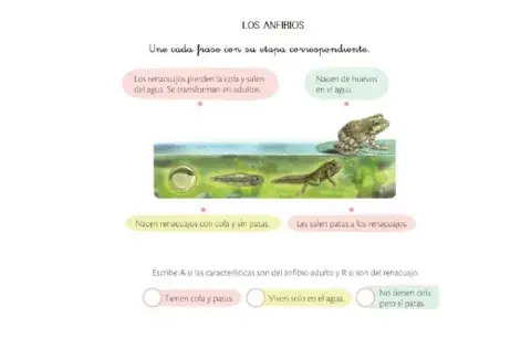 Metamorfosis de los anfibios