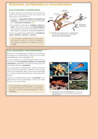 Animales vertebrados e invertebrados.  Funciones vitales