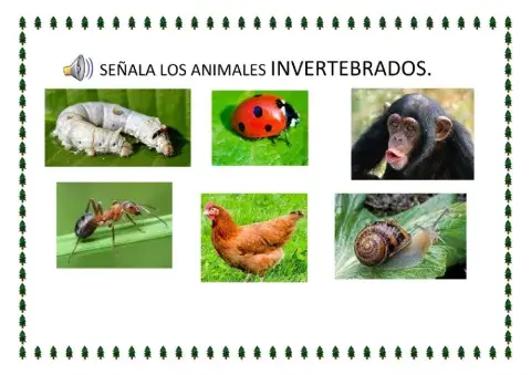 Animales invertebrados
