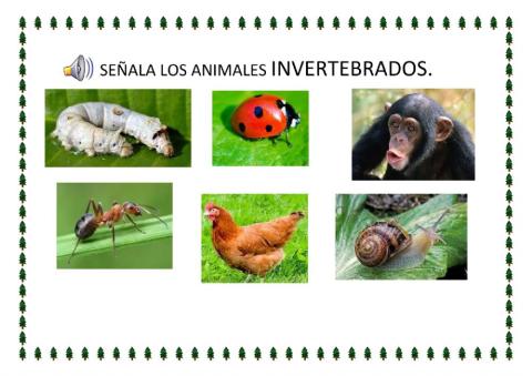 Animales invertebrados